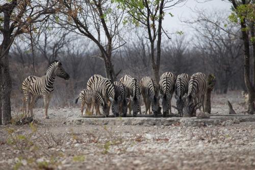 a herd of zebras standing in a field at Okutala Etosha Lodge in Outjo