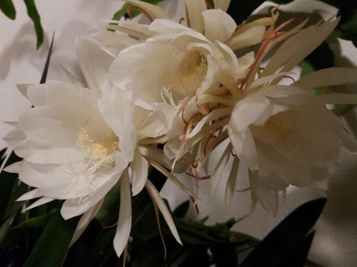 a group of white flowers on a plant at Arenosu Comfort Country Guesthouse in Fertilia