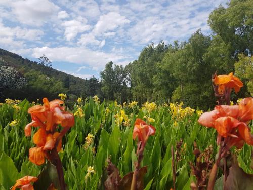 a field of flowers with trees in the background at Arenosu Comfort Country Guesthouse in Fertilia