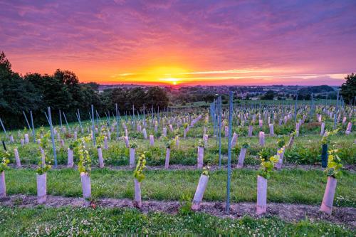 a vineyard with a sunset in the background at Vakantiehuis Heerlyckheyt Roonen Bergh in Heuvelland