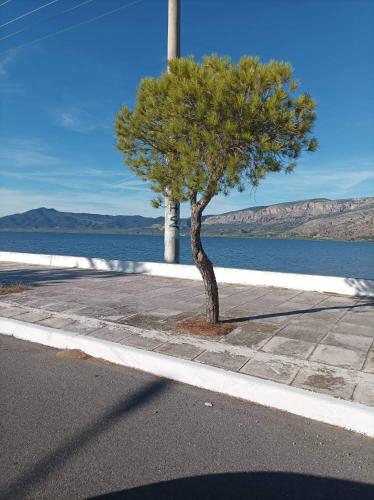a tree on the side of a road next to the water at Eirini's Apartment in Missolonghi