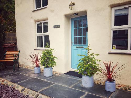 a house with a blue door and three potted plants at Gorgeous Cottage Near the Sea. Dog Friendly. in Ederyn