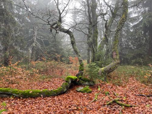 a moss covered tree in a foggy forest at Apartmán - Dovolená Žacléř in Žacléř