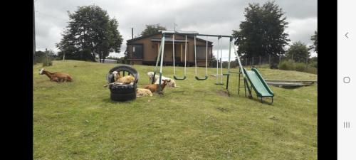 a group of dogs laying in a field with swings at Agroturismo los Colihues in Castro