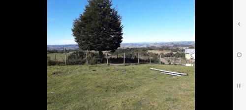 a tree sitting on top of a grass field at Agroturismo los Colihues in Castro