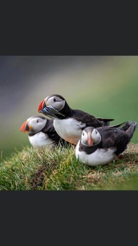 a group of birds sitting on the grass at The Atlantic view guest house, Sandavagur, Faroe Islands in Sandavágur