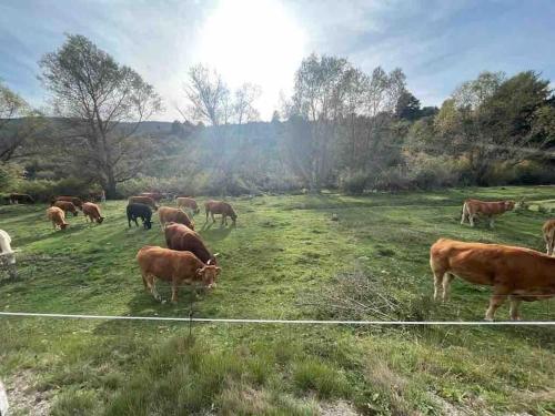 a herd of cows grazing in a field at Precioso apartamento con vistas en Valedlinares in Valdelinares