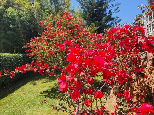 a bush of red flowers in a garden at Arenosu Comfort Country Guesthouse in Fertilia