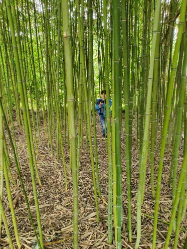a person is walking through a bamboo forest at Arenosu Comfort Country Guesthouse in Fertilia