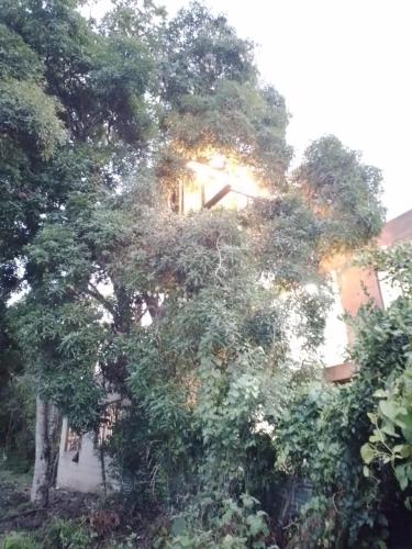 Zahrada ubytování la casita del arbol guaduas cundi.
