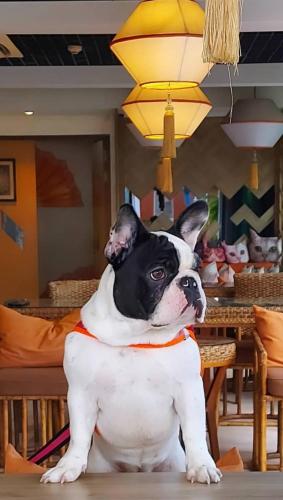 a black and white dog sitting on a table at 9 SUITE Luxury Boutique Hotel in Chiang Mai