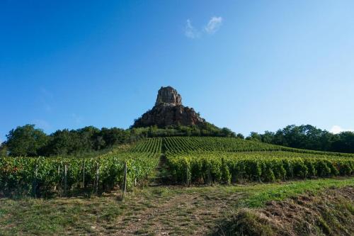 a hill in the middle of a field of vines at Hôtel du Commerce in Cluny