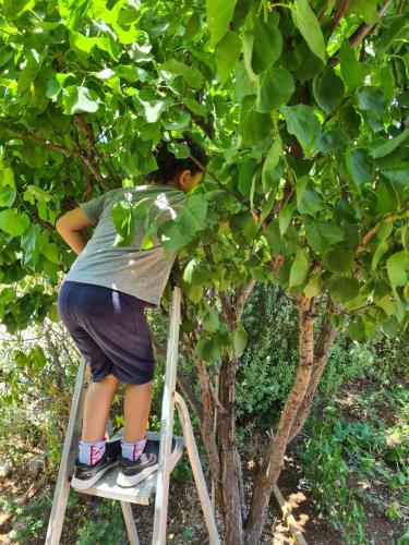a boy is standing on a ladder in a tree at בין הר למעיין in Kefar Tavor