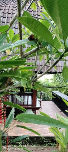 a bird perched on top of a large green plant at D'kailash Retreat in Singaraja