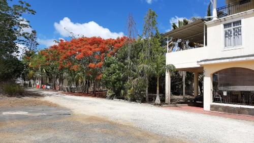 a tree with red flowers in front of a building at DINO 2 in Trou aux Biches