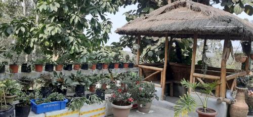 カリンポンにあるKusuman Homestayの鉢植え