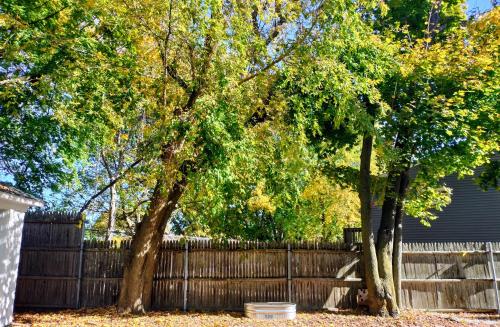 two trees in a yard next to a fence at 521 Smith Steet LLC in Providence