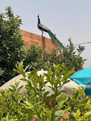 Un jardín fuera de Jnane Nina