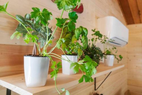 four potted plants sitting on a shelf in a room at Cozy Cedar Cabin Steps Away From Mt. Rainier in Ashford