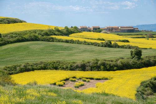 an open field with yellow flowers in the middle at Cal Passió in Vimbodí
