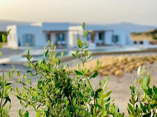 a green bush with a building in the background at Aeris suites pori jacuzzi villa in Koufonisia