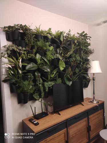 eine Wand voller Topfpflanzen auf einem Fernseher in der Unterkunft Apartament na Wzgórzu Niebieski in Łańcut