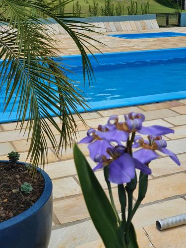 a purple flower in a pot next to a swimming pool at Pousada villadas águas ,chalés Completos no pé da serra in Monte Alegre do Sul