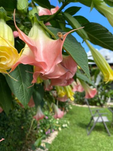 a bee is sitting on a pink flower on a tree at Berlor Airport Inn in Alajuela City