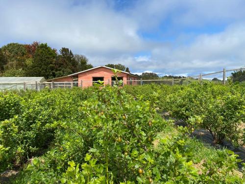 um campo de plantas de tomateiro com uma casa ao fundo em Cabaña Nueva en Ancud Chiloe em Ancud