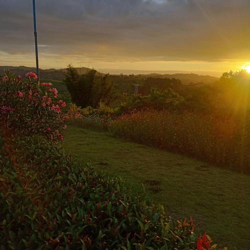 a sunset over a field of flowers with the sun setting at Phuyafahsai The Resort Khao Kho in Khao Kho
