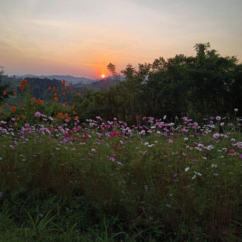 a field of flowers with the sunset in the background at Phuyafahsai The Resort Khao Kho in Khao Kho