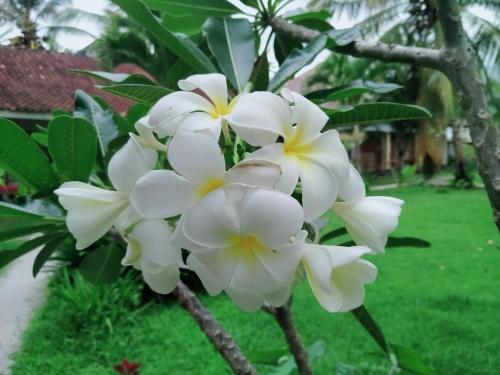 a bunch of white flowers on a tree at Mengalung Bungalow in Kuta Lombok
