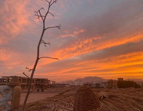 a tree in the desert with a sunset in the background at Mazarita Beach Residence in Sharm El Sheikh