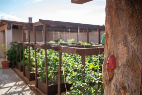 a row of plants on a fence in a garden at KATERINA guest house in Kocherinovo