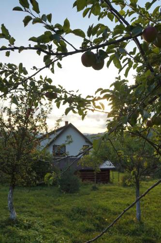 una casa en medio de un campo con árboles en Dom przy lesie en Zawadka
