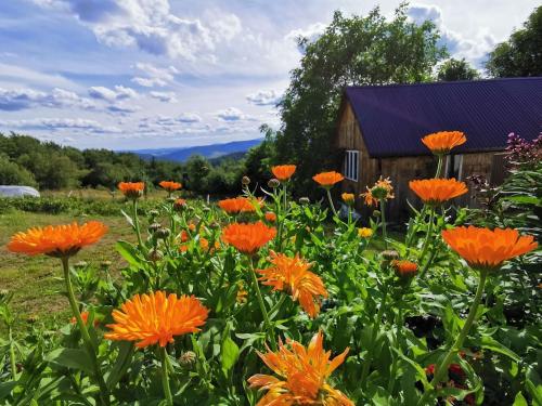 um campo de flores de laranja em frente a um edifício em Dom przy lesie em Zawadka