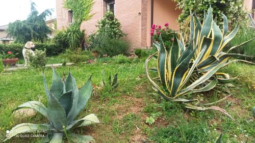 a green plant in a yard next to a house at Casa VINCENZO 130 mq con portico ed ingresso esclusivo dal giardino in Felino