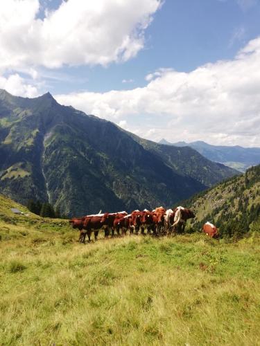 a herd of cows walking on a hill in a field at Schiederhof in Mittersill