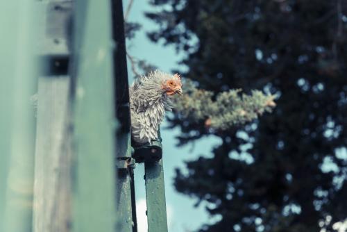 a chicken is perched on a pole at La Gare De Millas Chambres d'hôtes in Millas