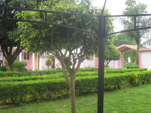 a tree in the yard of a pink house at Our Home in Mbale