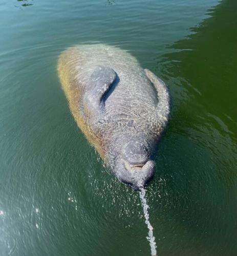 an elephant floating in the water in the water at Curacao - Large 2x2 Waterfront Condo Great View Pool & Dock in Key West