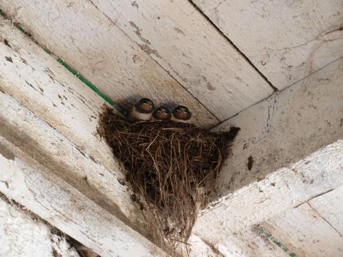 two birds sitting in a nest on a wall at Troadkasten - Ferienhaus am BIO-Bergbauernhof in Aflenz Kurort