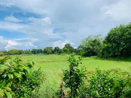 a field of green grass with trees in the background at Coco Garden Holiday Homes in Anuradhapura