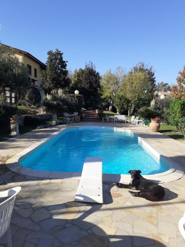un cane che giace accanto alla piscina di La casa di baggioro a Castelvecchio