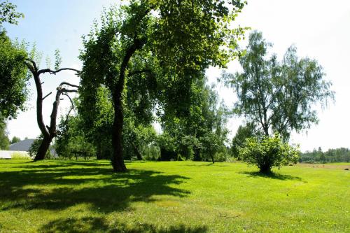 two trees in a field with green grass at Udumäe Holiday Farm in Kirikuküla
