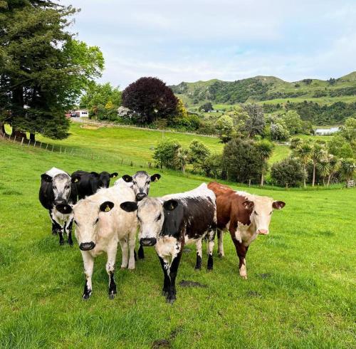 un grupo de vacas de pie en un campo de hierba en Karamu Homestead en Karamu