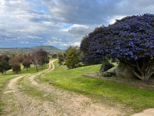 a dirt road with a tree with purple flowers at Snowy Mountains Retreat in Moonbah