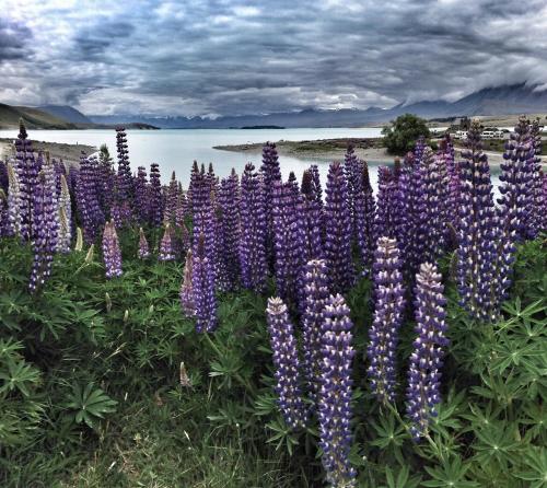 a bunch of purple lupines in front of a lake at Phoenix Motels in Temuka