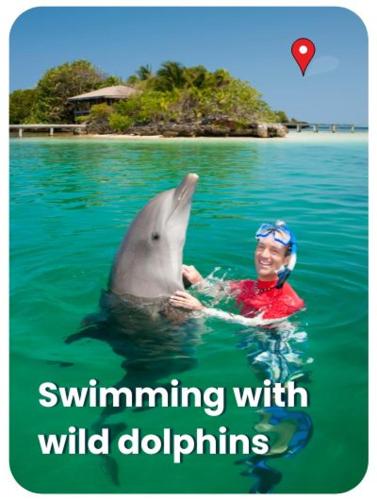 a man in the water with a dolphin in the water at Tours In Mauritius including all Taxi Service in Curepipe