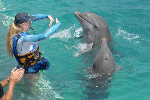 a woman in the water with two dolphins in the water at Tours In Mauritius including all Taxi Service in Curepipe